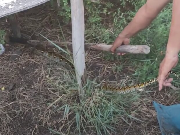 Zachráněná kočka. Foto: snímek obrazovky YouTube