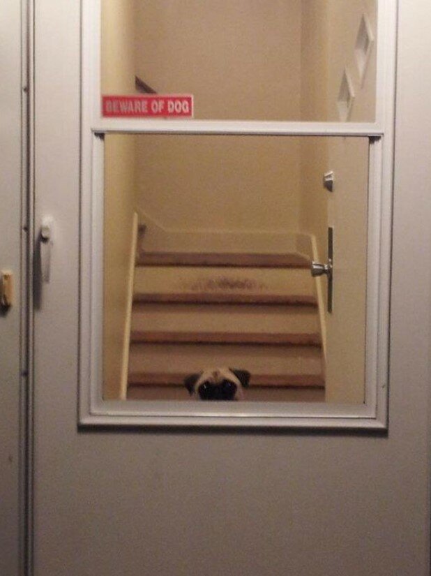 Fotografie:duck.show