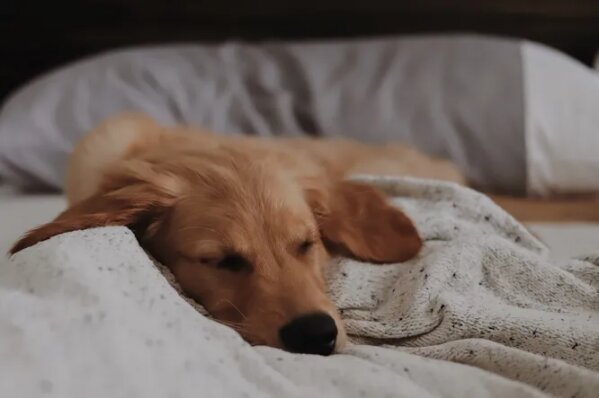 Udělali rozpis služeb: rodina po pořádku spí na gauči, aby se starý pes necítil osamělý