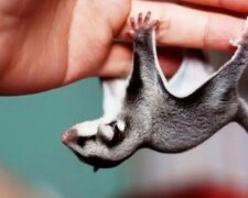 Vakoveverky létavé jsou nejsladší zvířata na světě