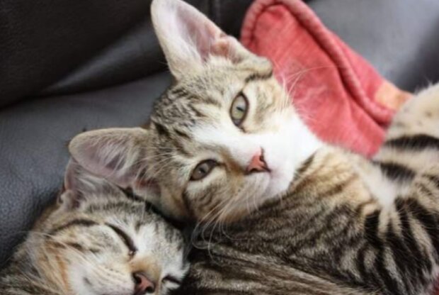 Kočka. Foto: snímek obrazovky medialeaks.ru