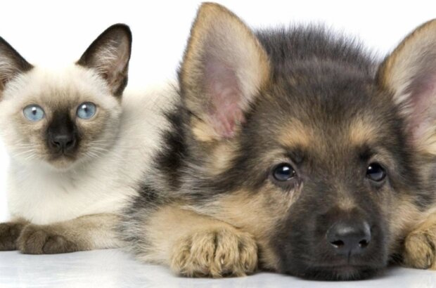 Pes a kočka. Foto: snímek obrazovky ekabu.ru