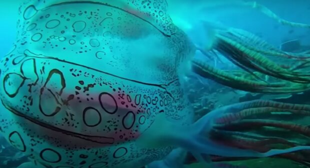 Neobvyklá medúza. Foto: snímek obrazovky YouTube