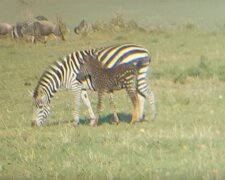 Fantastické video: puntíkovaná zebra se narodila v Keni