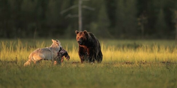 Úžasné přátelství mezi vlčicí a medvědem, které se podařilo obyvateli Finska zachytit
