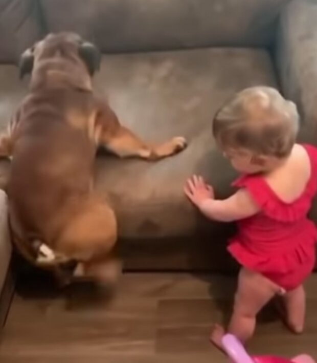 Dítě a buldok. Foto: snímek obrazovky YouTube