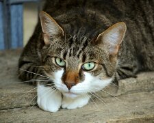 Jak kočky vnímají okolní svět