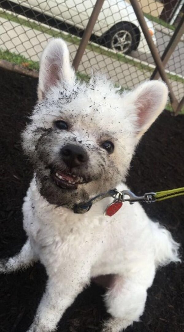 Zdroj fotografie: duck.show