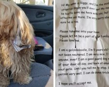 Muž zachránil psa, na jehož obojku našel vzkaz s nečekaným příběhem