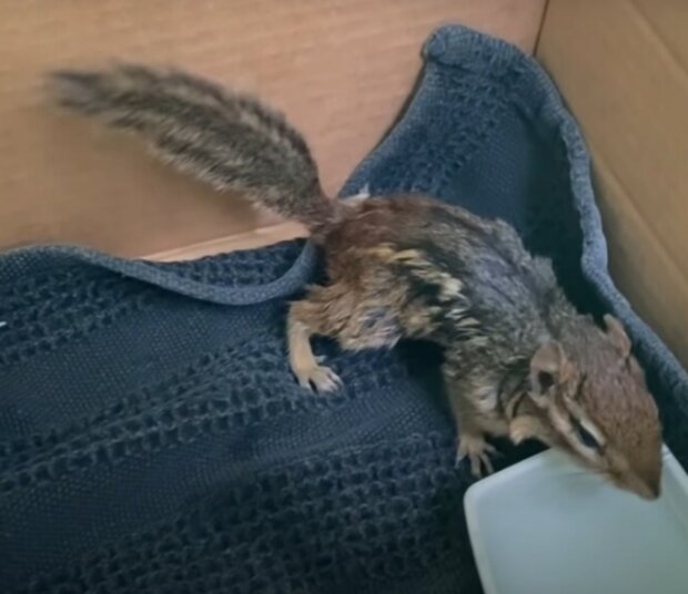 Chipmunk. Foto: snímek obrazovky YouTube