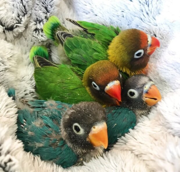 Papoušci. Foto: snímek obrazovky laykni.com