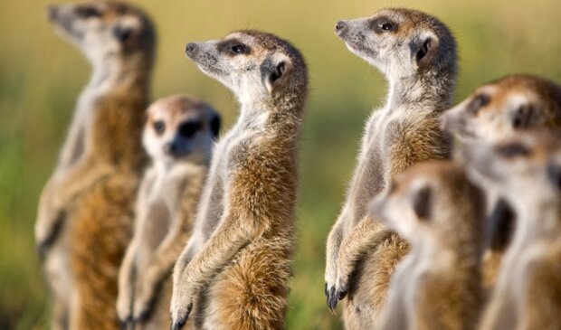 Surikaty. Foto: snímek obrazovky udivitelno.com