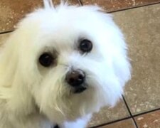 Fotografie: 4tololo.ru