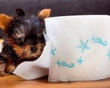 Jak v polském městě žije pejsek výškou devět a půl centimetry