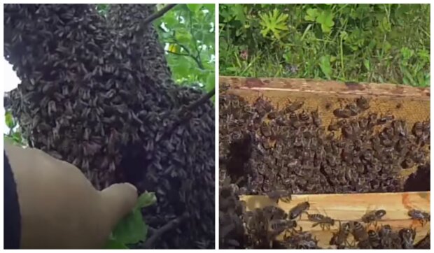 Včely. Foto: snímek obrazovky YouTube