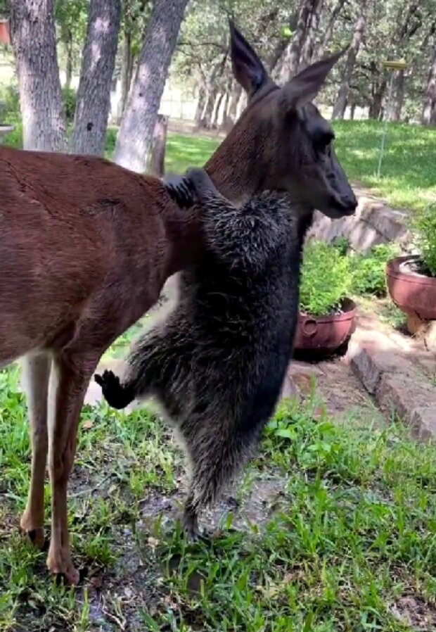 Mýval a kolouch. Foto: snímek obrazovky Instagram