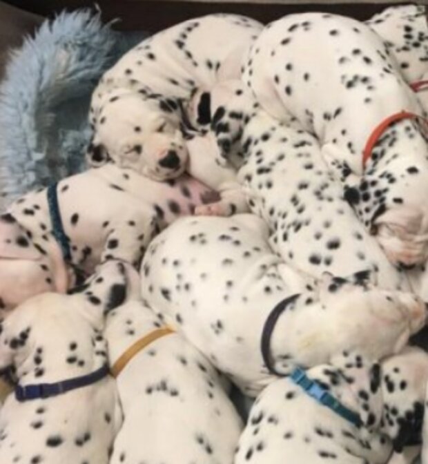 Zvíře. Foto: snímek obrazovky laykni.com