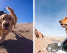 Kolem světa za svým majitelem: jak pes objížděl celý svět