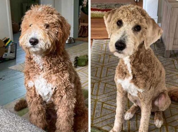 Fotografie: duck.show