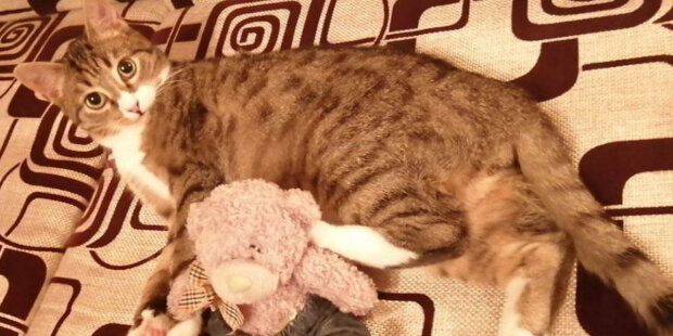 Dívka si pořídila kotě, které jí hodili do domu: Chlupáč přinesl do domu štěstí