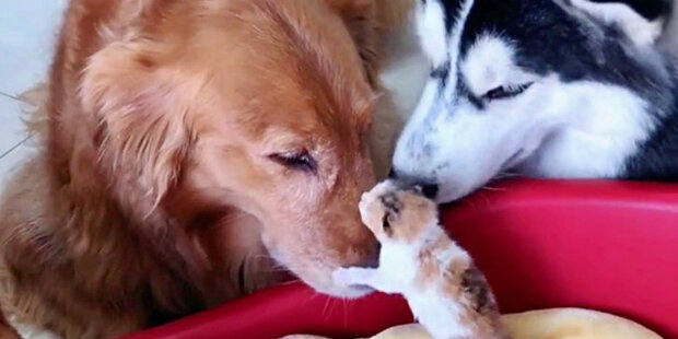 Psi nahradili kotěti maminky: kolem novorozeného kotě se shromáždili husky a retrívři