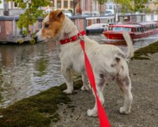 Žena venčila svého manžela na vodítku, aby obešla zákaz vycházení