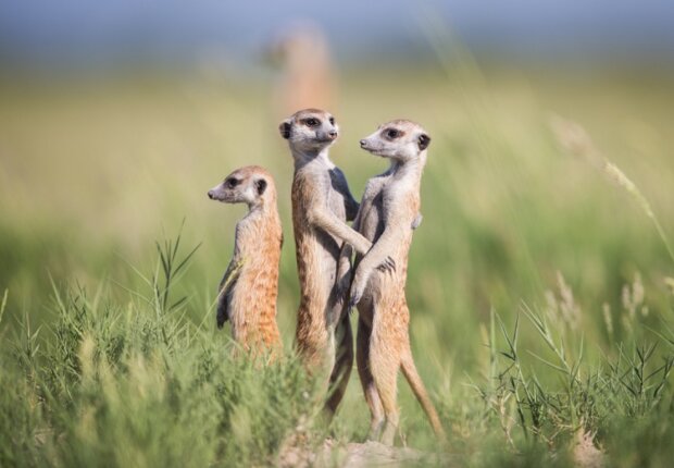 Surikaty. Foto: snímek obrazovky udivitelno.com