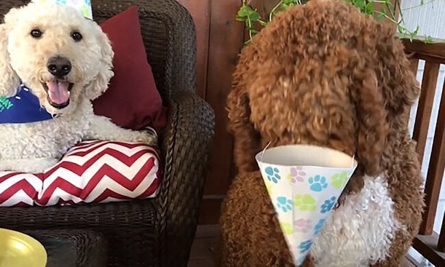 "Happy birthday to you": Jak si pes, který má narozeniny, užívá písničku, kterou mu majitel zpívá, a druhý pes se snaží sundat čepici