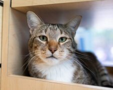 Úkryt přijal krajní opatření, aby postavil se kočce se zločineckou minulosti