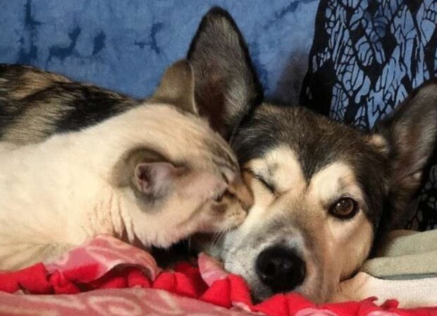 Pes a kotě. Foto: snímek obrazovky neskychno.com