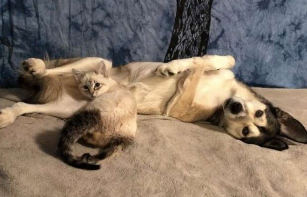 Pes a kotě. Foto: snímek obrazovky neskychno.com