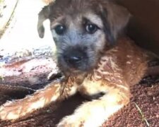 "Musel být zachráněn": mezi potrubími seděl špinavý psík. Z nějakého důvodu nemohl utéct, bez ohledu na to, jak se snažil