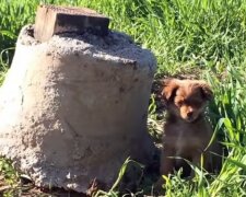 Dobrovolníci přišli zachránit štěně, ale v křoví na ně čekala celá chlupatá rodinka