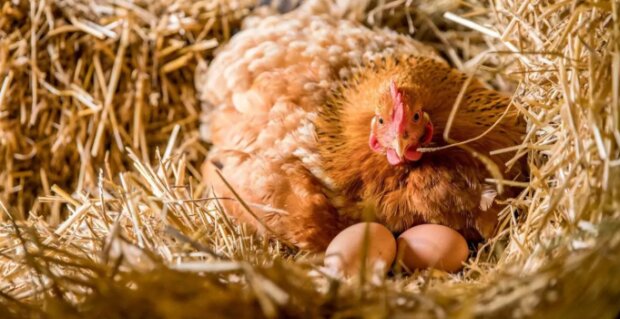 Fotografie: Mmykote.ru