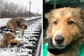 Věrnost psa: bezdomovec pes riskoval život, hájil svou přítelkyni