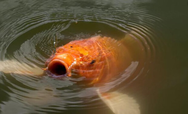 Zlaté rybky, které majitelé vypustili do jezer, vyrostly do obřích rozměrů: proč je Ministerstvo přírodních zdrojů znepokojeno