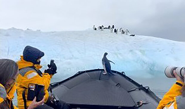 "Nikdy předtím se nesetkal s něčím takovým": Tučňák, který utekl před hladovým tuleněm, skočil do člunu s lidmi