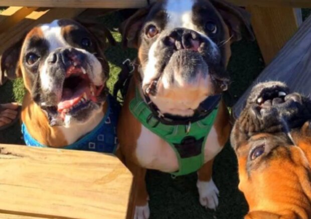 Psi. Foto: snímek obrazovky goodhouse.com