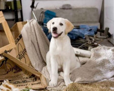 Vědci řekli, jak věk ovlivňuje povahu psa