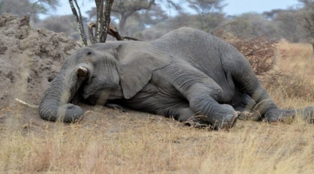 Málokdo slyšel chrápání slonů, zejména v divoké přírodě