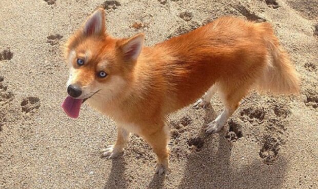 Pes liška získal srdce uživatelů internetu: jedinečný vzhled učinil zvíře hvězdou