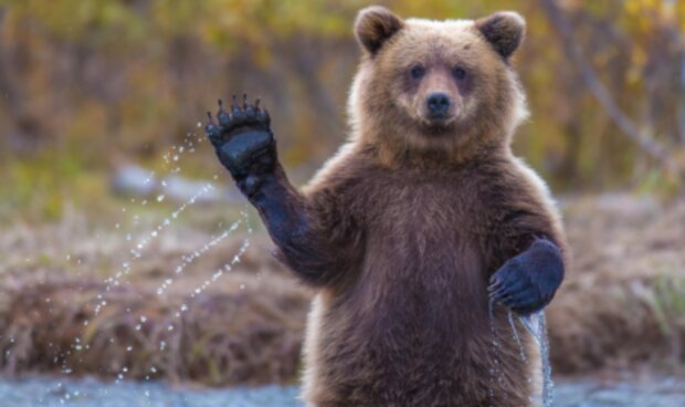 Medvěd. Foto: snímek obrazovky laykni.com