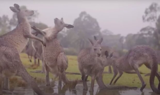 „Mnoho zemí několik měsíců pomahaly uhasit oheň“: jak se australská zvířata v dešti radují