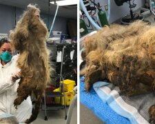 Pes byl obrostlý vlnou a nemohl chodit. Veterináři ale ukázali, jaká krása se skrývá pod kožešinou