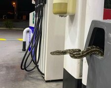 „Náhlý host“: krajta omylem zabloudila do čerpací stanice a způsobila tam rozruch