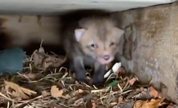 V Kanadě liška narodila mlaďata přímo pod verandou soukromého domu