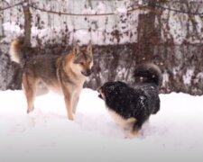 Psi. Foto: snímek obrazovky YouTube