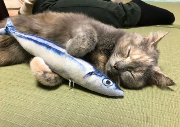 Fotografie: 4tololo.ru