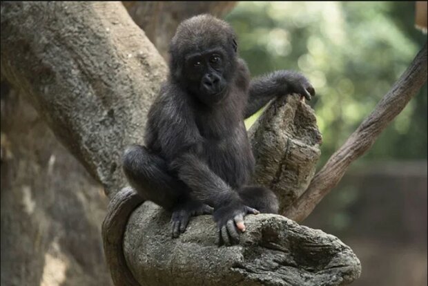 Gorila s prsty, které velmi připomínají lidské, nedávno oslavila své šesté narozeniny. " Má velmi jedinečnou osobnost"