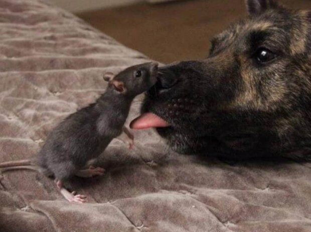 Fotografie: voobsheogon.ru